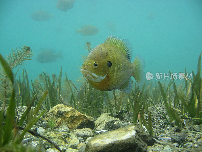 蓝吉尔 （ 莱波米斯宏奇鲁斯 ）